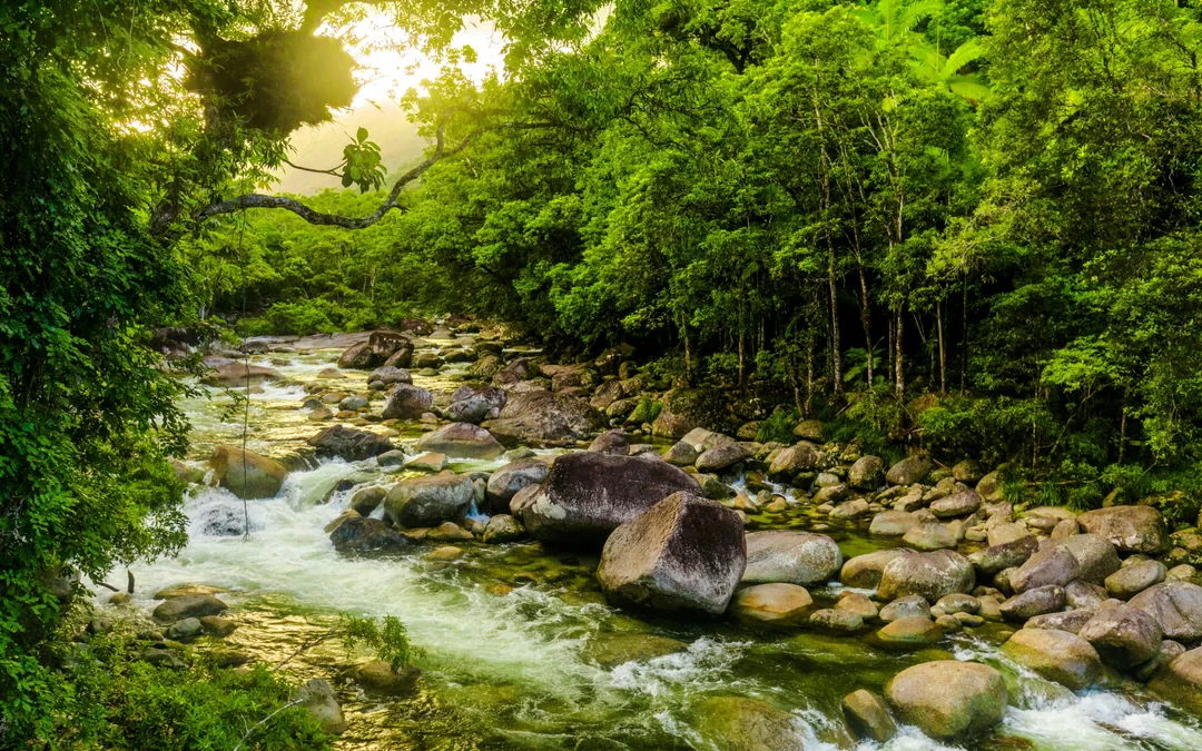 From Cairns/ Port Douglas: Full Day Tour of Daintree, Mossman Gorge & Cape Tribulation with Lunch & River Cruise Image 4
