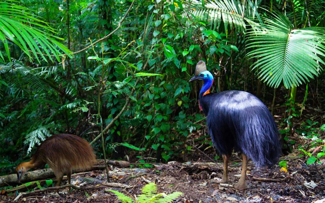 From Cairns/ Port Douglas: Full Day Tour of Daintree, Mossman Gorge & Cape Tribulation with Lunch & River Cruise Image 5