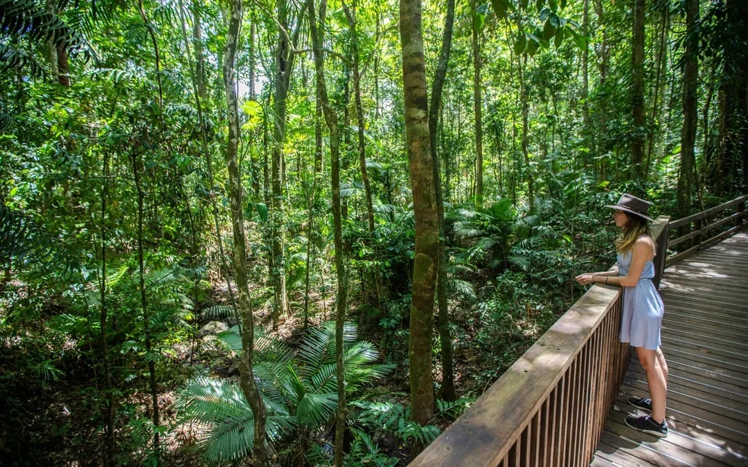 From Cairns/Port Douglas: Small Group Full Day 4WD Tour of Daintree Rainforest, Cape Tribulation, River Cruise, Lunch & Ice-Cream
 Image 8