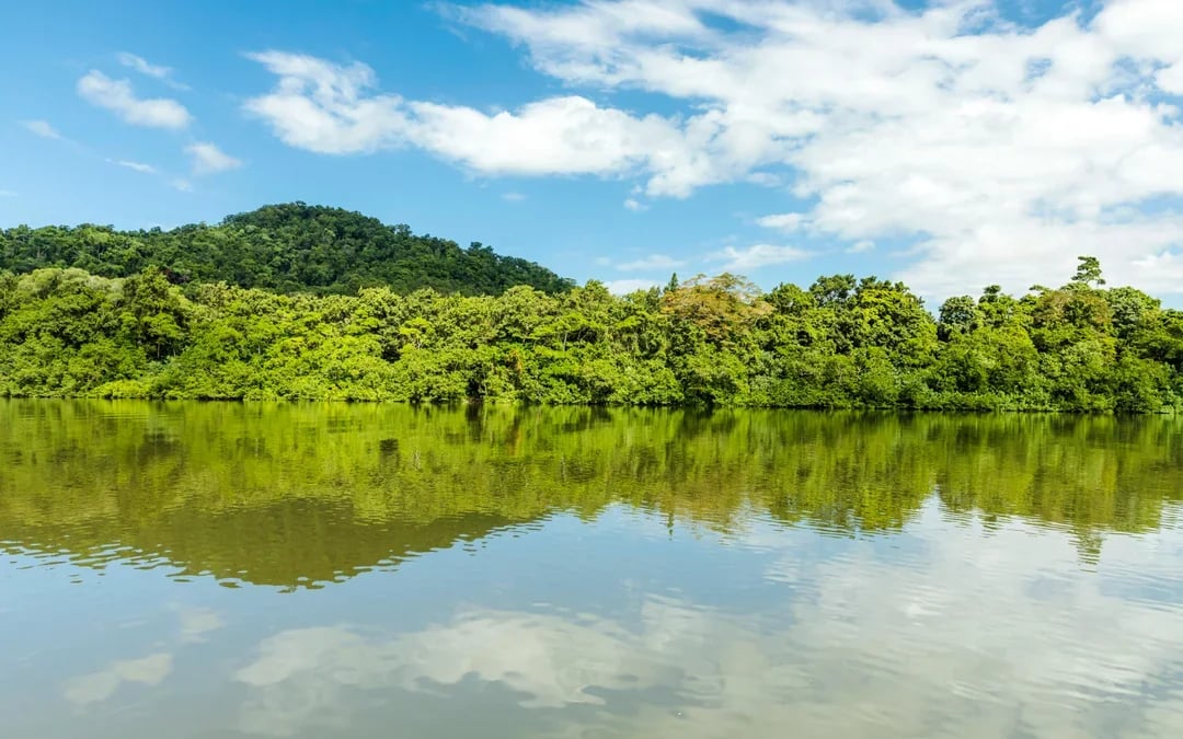 From Cairns/Port Douglas: Small Group Full Day 4WD Tour of Daintree Rainforest, Cape Tribulation, River Cruise, Lunch & Ice-Cream
 Image 9