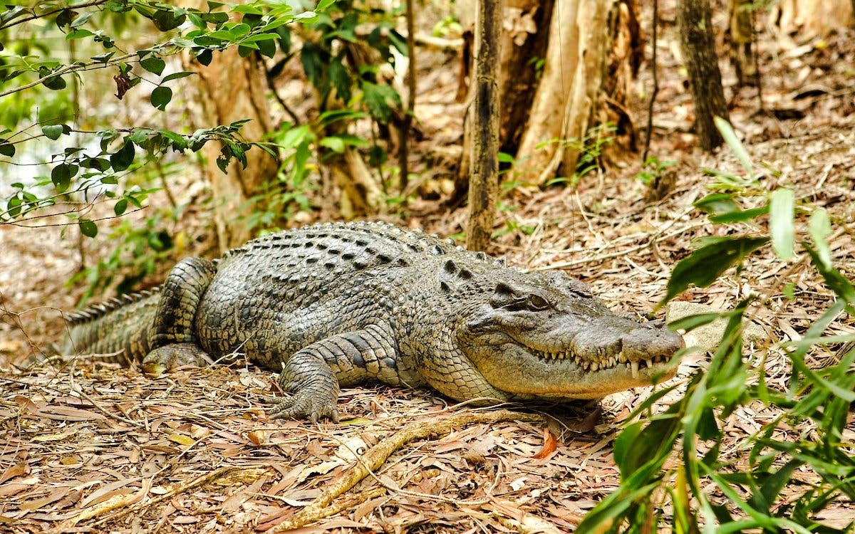 From Cairns: Scenic Train + Coach, Hartley's Crocodile Adventure Guided Tour with Transfers Image 3