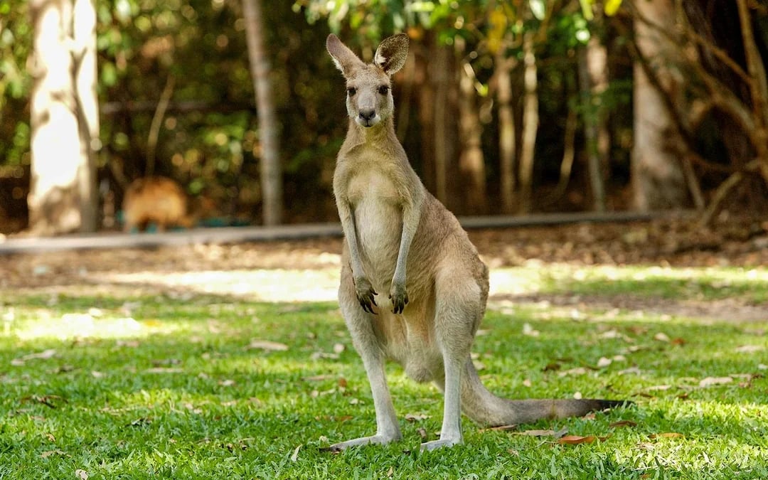From Cairns: Scenic Train, Skyrail, & Hartley's Crocodile Adventures  Image 11