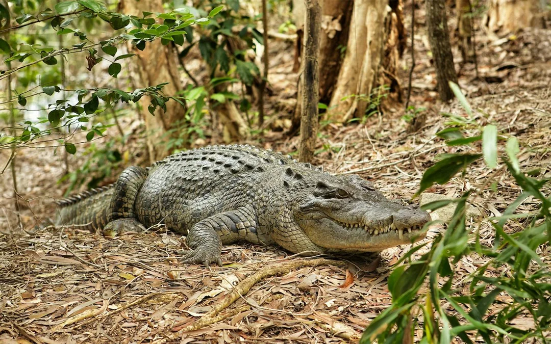 From Cairns: Scenic Train, Skyrail, & Hartley's Crocodile Adventures  Image 3