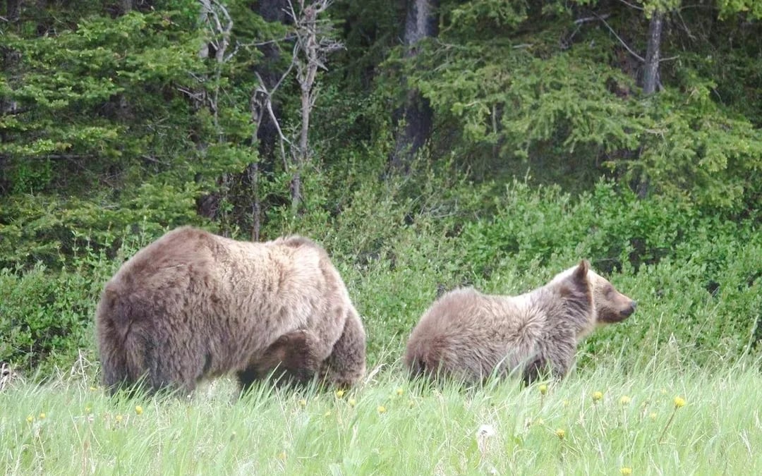 From Calgary: Kananaskis Lakes and Canmore Day Trip Image 1