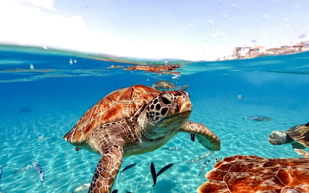 From Cancun: Akumal Bay Sea Turtles and Cenotes Snorkeling Tour Image 1
