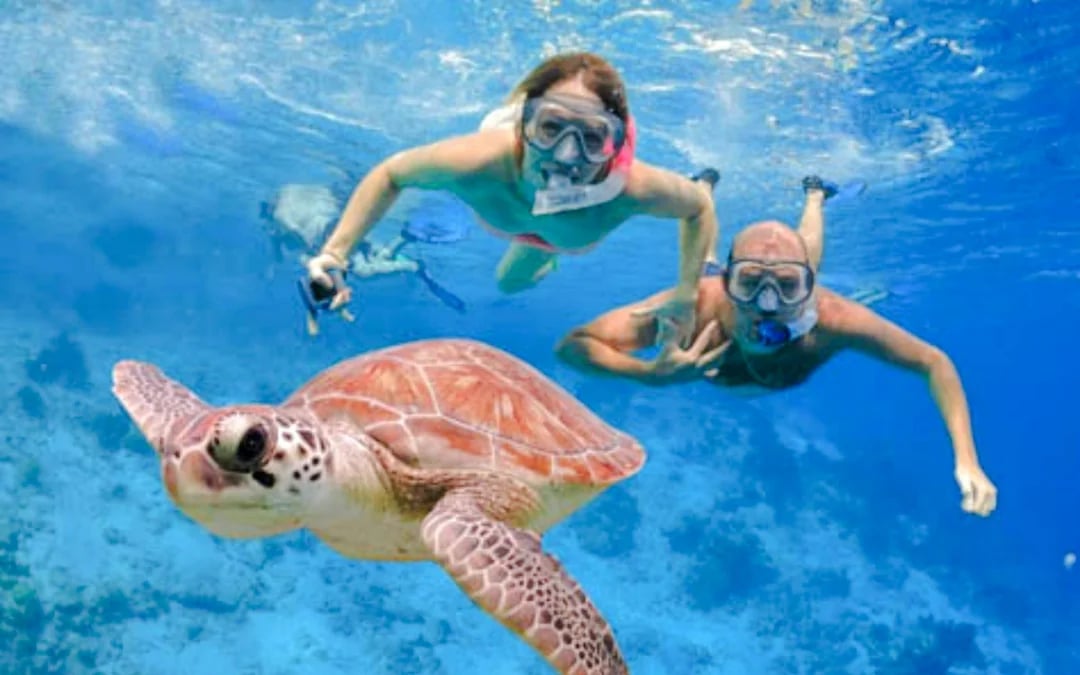 From Cancun: Akumal Bay Sea Turtles and Cenotes Snorkeling Tour Image 4