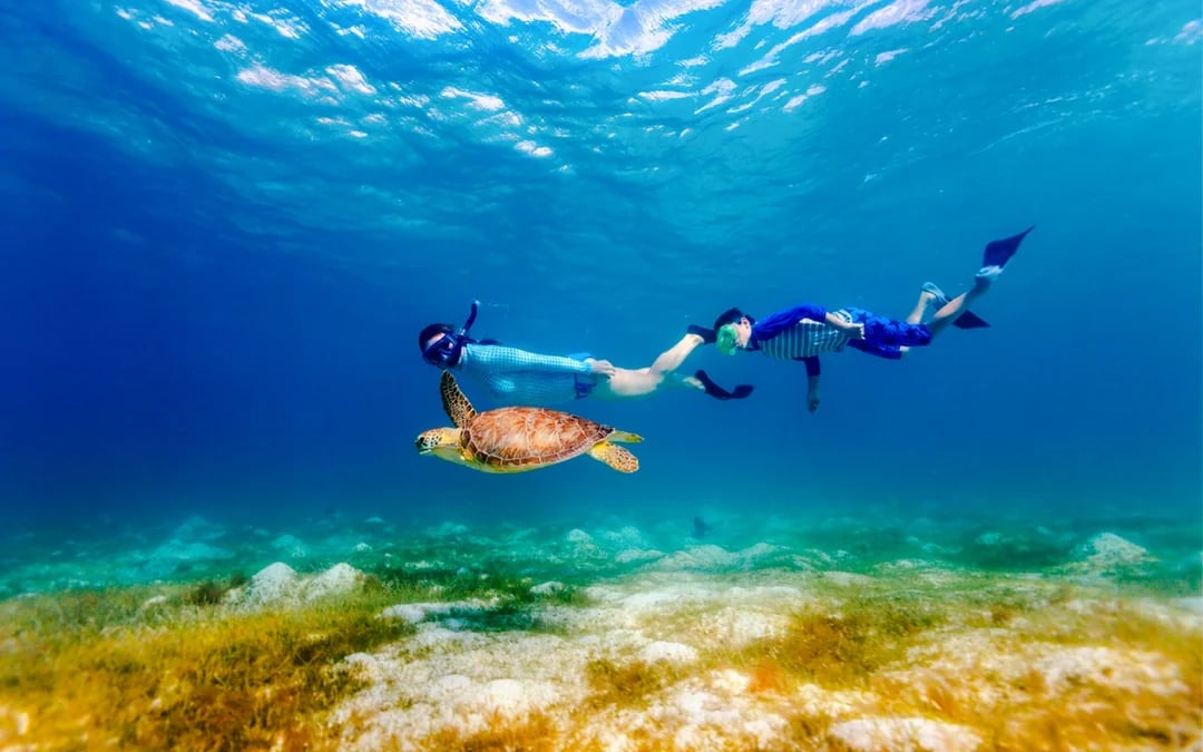 From Cancun: Akumal Bay Sea Turtles and Cenotes Snorkeling Tour Image 5