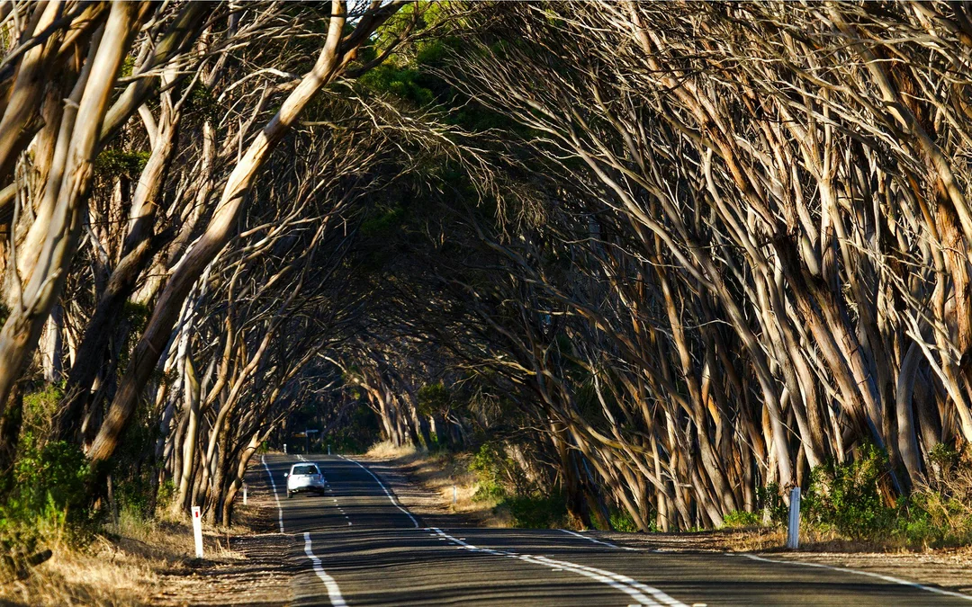 From Cape Jervis/ Kangaroo Island: One Way Ferry Tickets Image 4