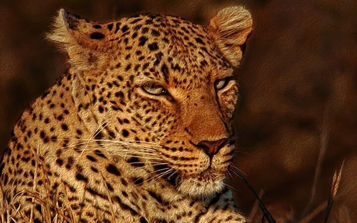 From Cape Town: Aquila Game Reserve Safari with Transport, Park Fees, and Lunch Image 1