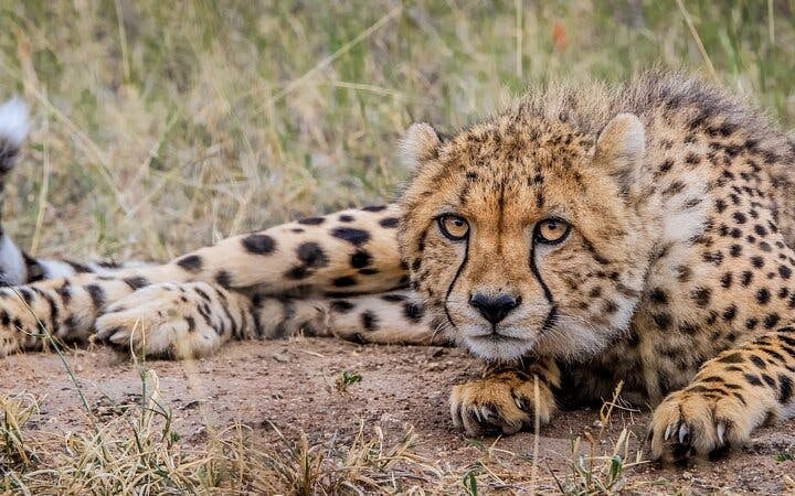 From Cape Town: Aquila Game Reserve Safari with Transport, Park Fees, and Lunch Image 7