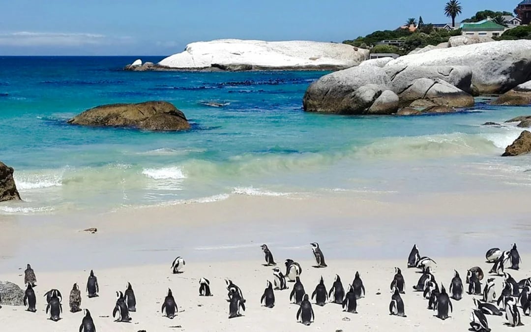 From Cape Town: Cape of Good Hope and Cape Point Tour with Boulders Beach Penguins Image 1
