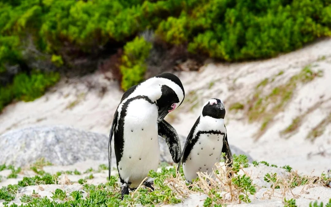From Cape Town: Cape Peninsula, Boulders Beach Penguins, Bo-Kaap & Table Mountain Guided Tour Image 1