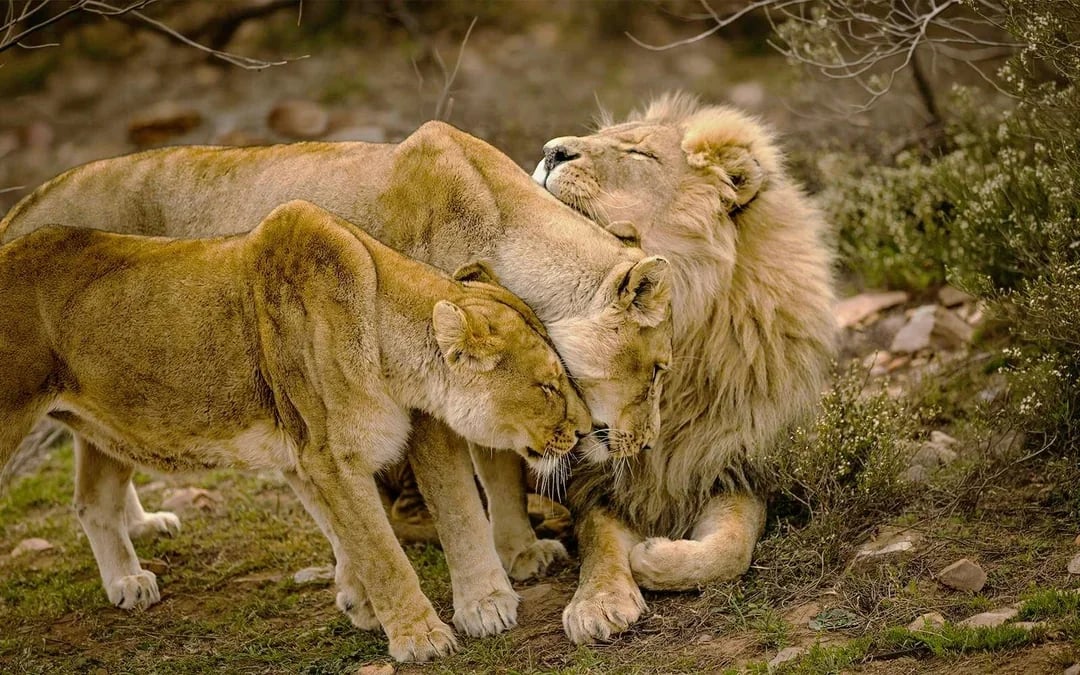 From Cape Town: Full-Day Big Five Safari Experience with Lunch at Aquila Game Reserve Image 1