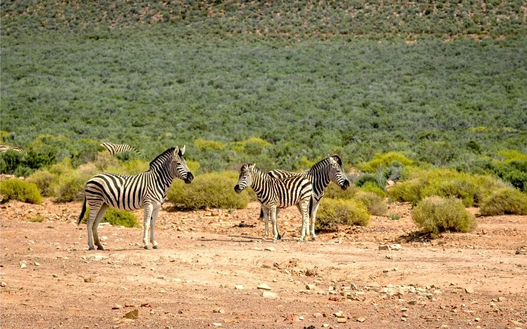 From Cape Town: Full-Day Big Five Safari Experience with Lunch at Aquila Game Reserve Image 3