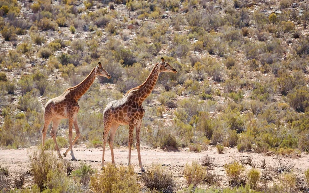 From Cape Town: Full-Day Big Five Safari Experience with Lunch at Aquila Game Reserve Image 7