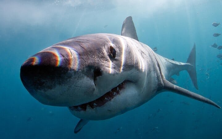 From Cape Town: Gansbaai Shark Cage Diving and Stony Point Penguin Colony Tour Image 1