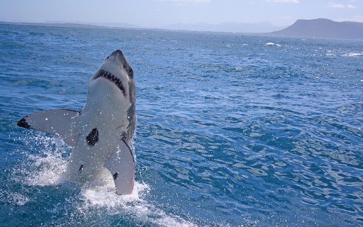 From Cape Town: Gansbaai Shark Cage Diving and Stony Point Penguin Colony Tour Image 2