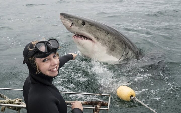 From Cape Town: Gansbaai Shark Cage Diving and Stony Point Penguin Colony Tour Image 4