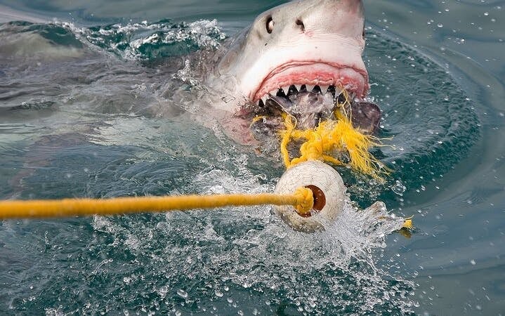 From Cape Town: Gansbaai Shark Cage Diving and Stony Point Penguin Colony Tour Image 5
