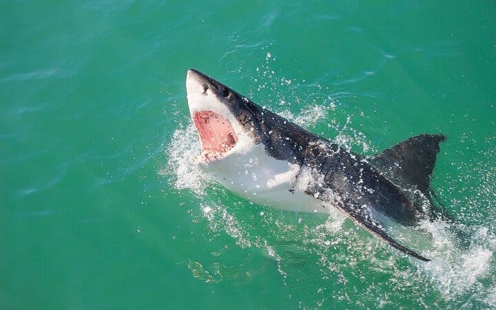 From Cape Town: Gansbaai Shark Cage Diving and Stony Point Penguin Colony Tour Image 7
