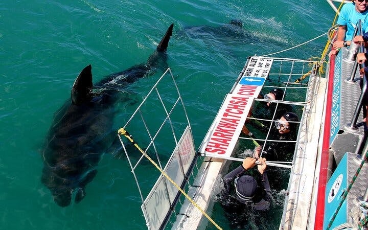 From Cape Town: Gansbaai Shark Cage Diving and Stony Point Penguin Colony Tour Image 8