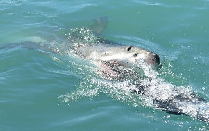 From Cape Town: Gansbaai Shark Cage Diving and Stony Point Penguin Colony Tour Image 9