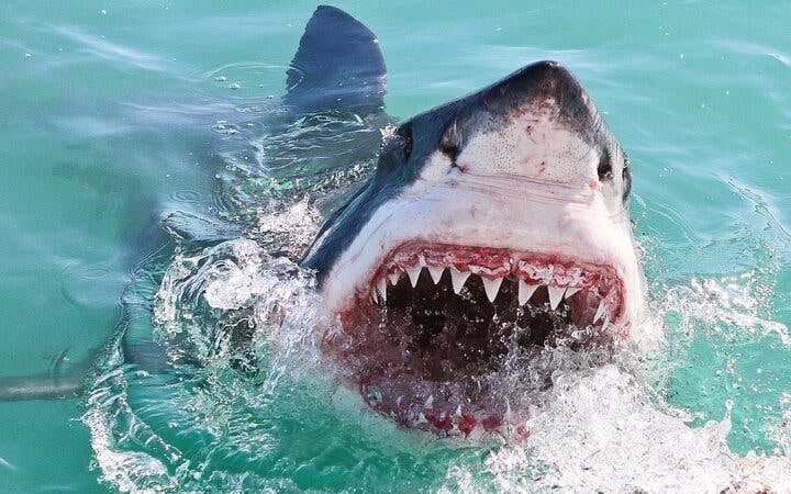 From Cape Town: Private Shark Cage Diving Boat Tour to Gansbaai with Hotel Transfers Image 1