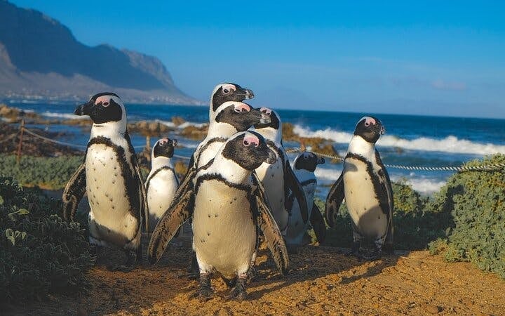 From Cape Town: Private Shark Cage Diving Boat Tour to Gansbaai with Hotel Transfers Image 2