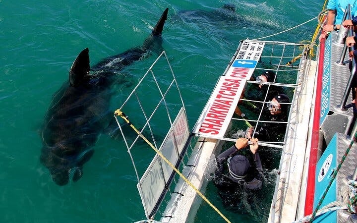 From Cape Town: Private Shark Cage Diving Boat Tour to Gansbaai with Hotel Transfers Image 3