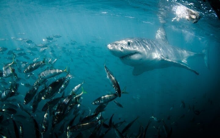 From Cape Town: Private Shark Cage Diving Boat Tour to Gansbaai with Hotel Transfers Image 4