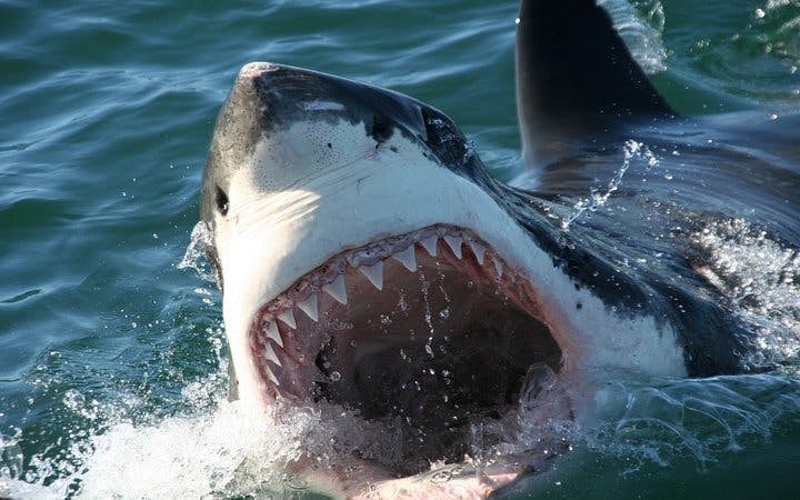 From Cape Town: Private Shark Cage Diving Boat Tour to Gansbaai with Hotel Transfers Image 5