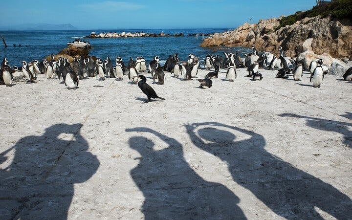 From Cape Town: Private Shark Cage Diving Boat Tour to Gansbaai with Hotel Transfers Image 6