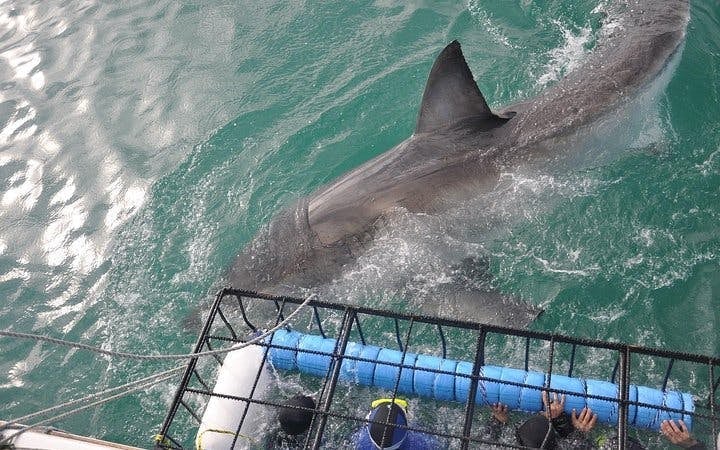 From Cape Town: Private Shark Cage Diving Boat Tour to Gansbaai with Hotel Transfers Image 7
