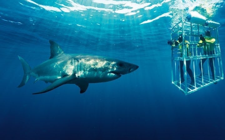 From Cape Town: Private Shark Cage Diving Boat Tour to Gansbaai with Hotel Transfers Image 8