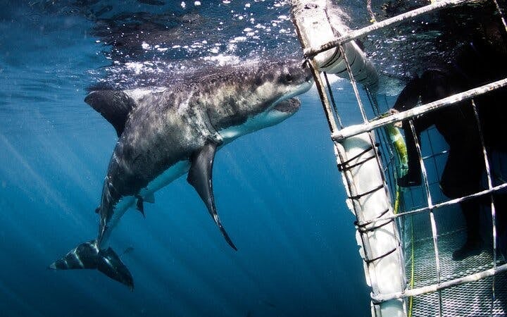From Cape Town: Private Shark Cage Diving Boat Tour to Gansbaai with Hotel Transfers Image 9