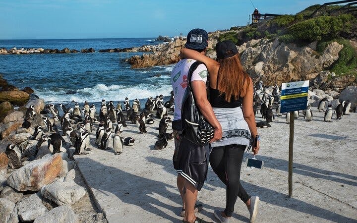 From Cape Town: Private Shark Cage Diving Boat Tour to Gansbaai with Hotel Transfers Image 10