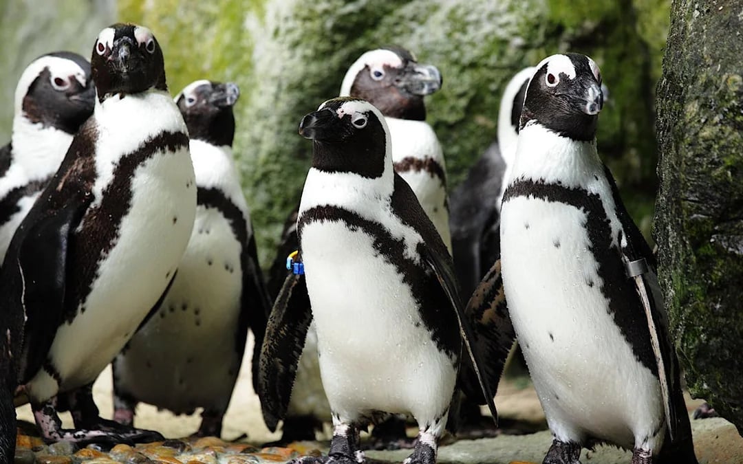 From Cape Town: Private Transfers, Shark Cage Diving in Gansbaai, and Stony Point Penguin Colony Tour Image 1
