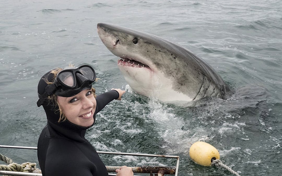 From Cape Town: Private Transfers, Shark Cage Diving in Gansbaai, and Stony Point Penguin Colony Tour Image 2