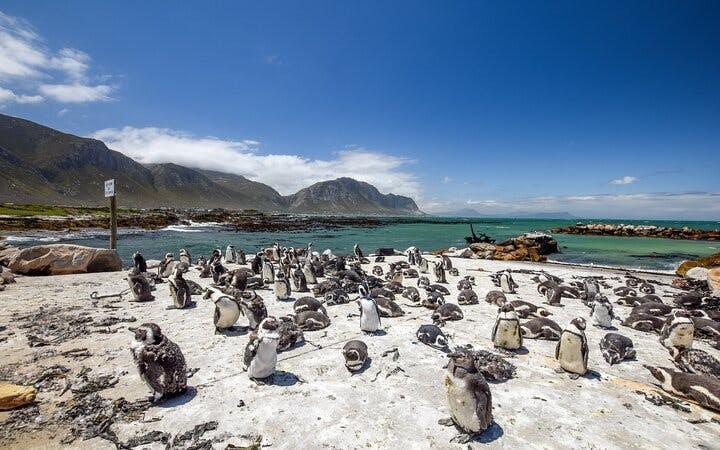 From Cape Town: Shark Cage Diving and Stony Point Penguins Tour to Gansbaai with Transfers Image 2