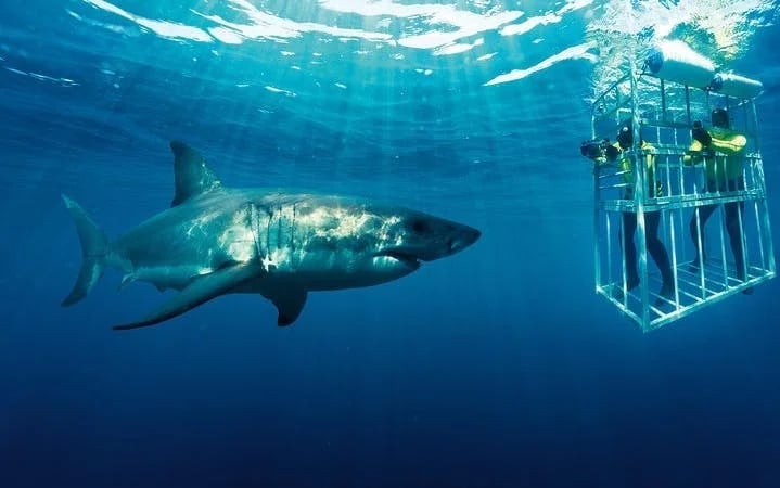 From Cape Town: Shark Cage Diving and Stony Point Penguins Tour to Gansbaai with Transfers Image 5