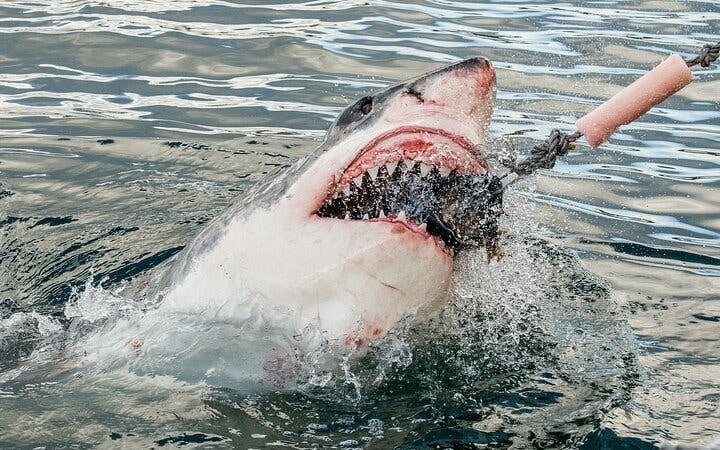 From Cape Town: Shark Cage Diving and Stony Point Penguins Tour to Gansbaai with Transfers Image 8