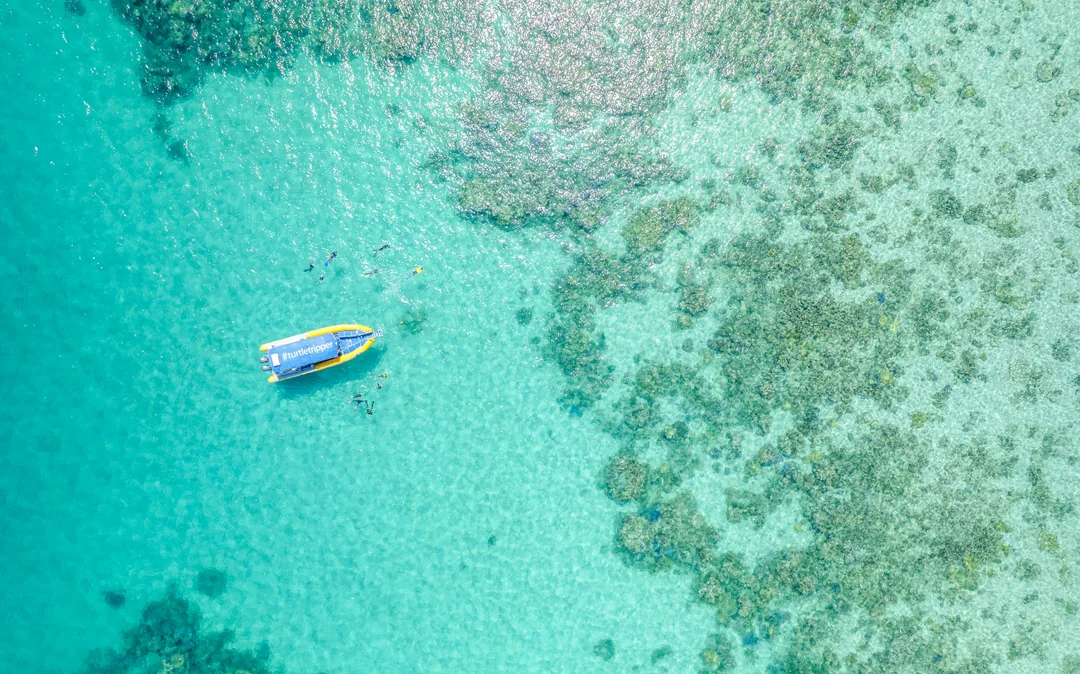From Cape Tribulation: Great Barrier Reef Guided Snorkel & Eco Tour Image 12