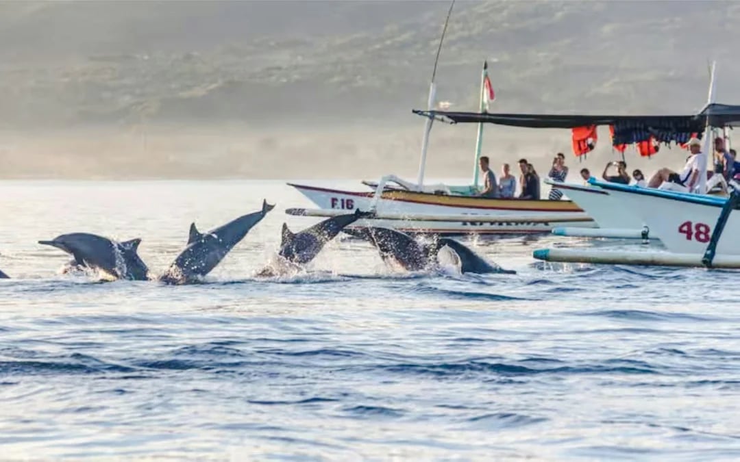 From Central Bali: Private Lovina Dolphin-Watching Boat Tour including Swimming with Dolphins and Snorkeling Image 5