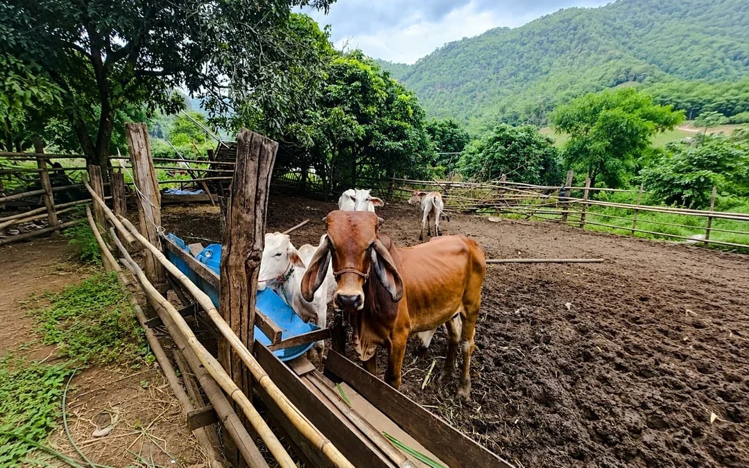From Chiang Mai: Chiang Dao Cave and Hill Tribe Villages Tour Image 7
