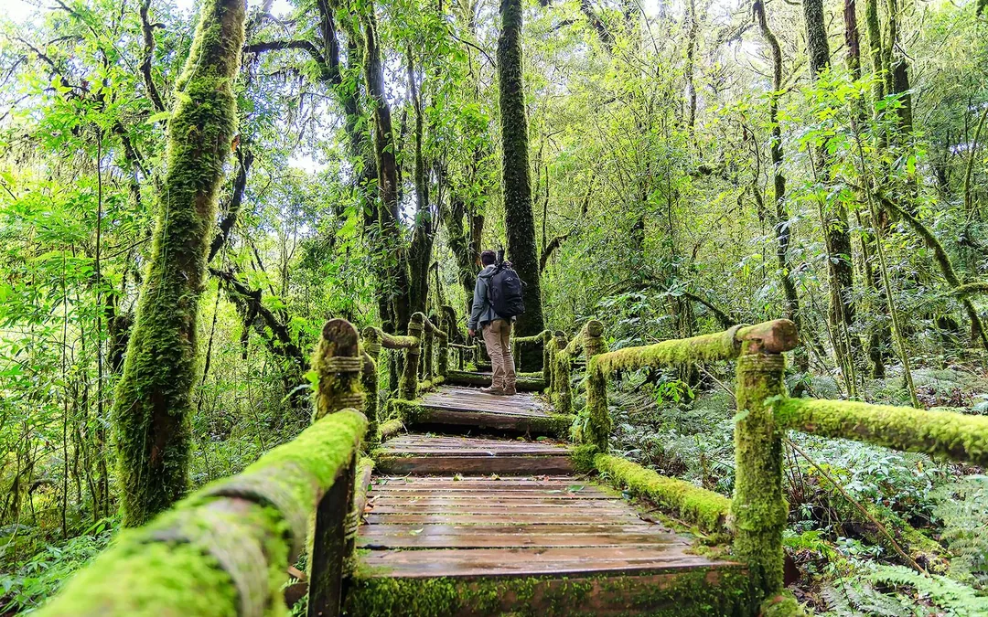 From Chiang Mai: Doi Inthanon National Park Full-Day Join in Tour with Lunch & Transfers Image 5