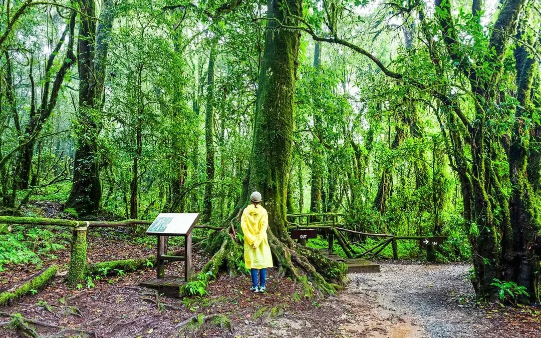 From Chiang Mai: Doi Inthanon National Park Full-Day Join in Tour with Lunch & Transfers Image 7
