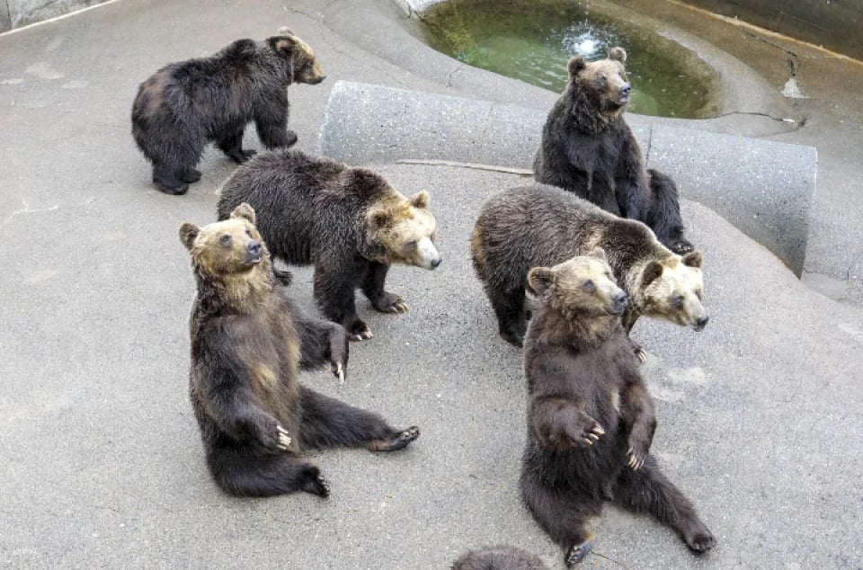 Showa Shinzan Bear Ranch E-Ticket | Hokkaido