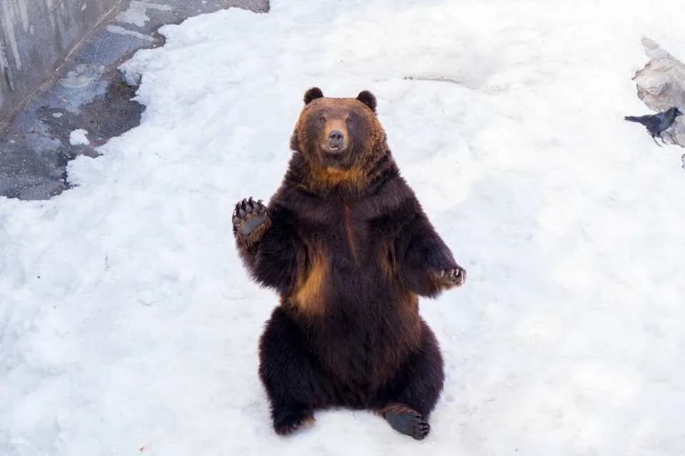 Showa Shinzan Bear Ranch E-Ticket | Hokkaido