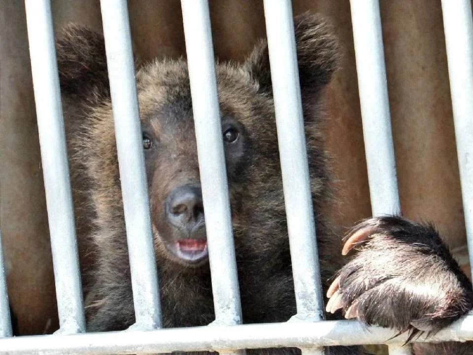 Showa Shinzan Bear Ranch E-Ticket | Hokkaido