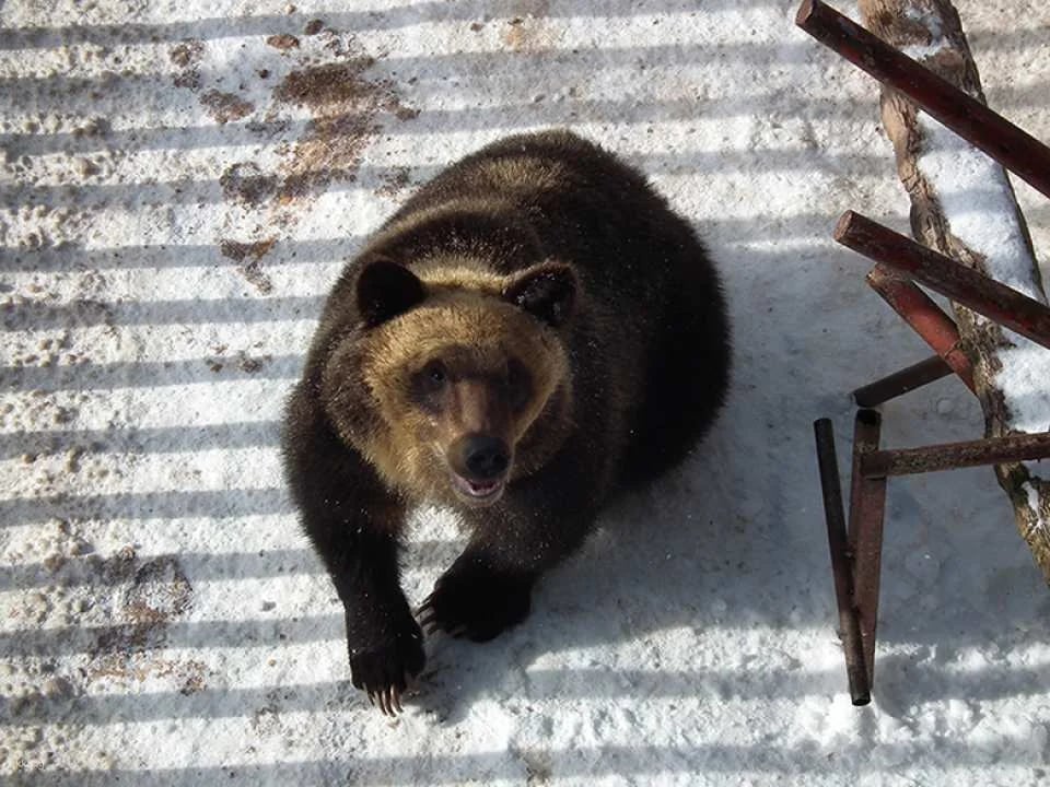 Showa Shinzan Bear Ranch E-Ticket | Hokkaido
